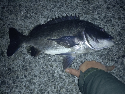 チヌの釣果