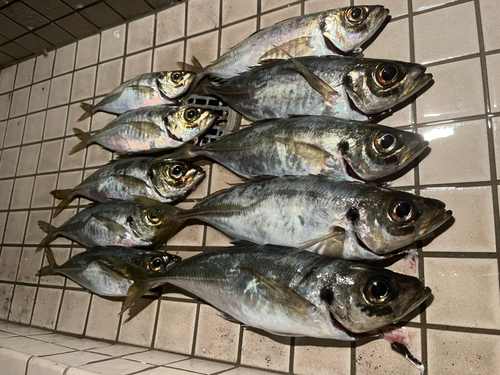 アジの釣果