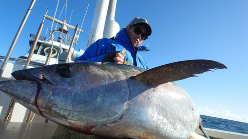 キハダマグロの釣果