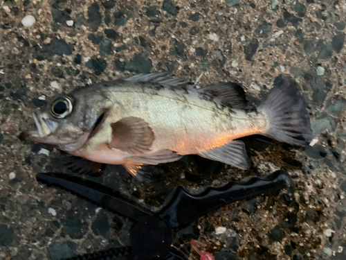 メバルの釣果