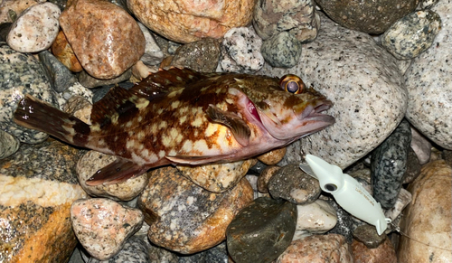 カサゴの釣果