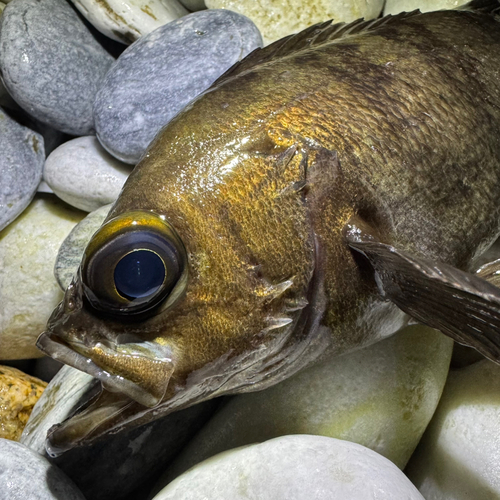 メバルの釣果