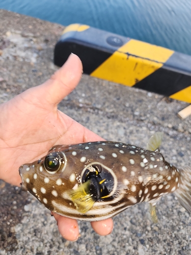 フグの釣果