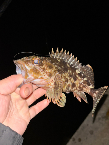 メバルの釣果