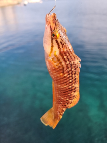 ベラの釣果