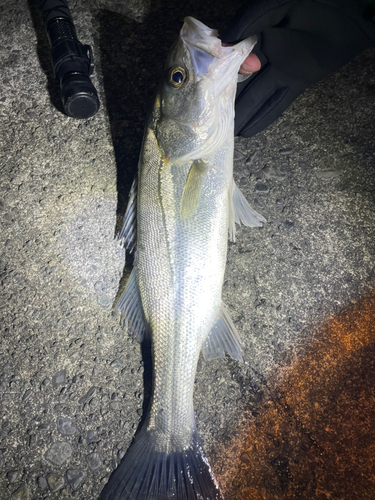 フッコ（マルスズキ）の釣果