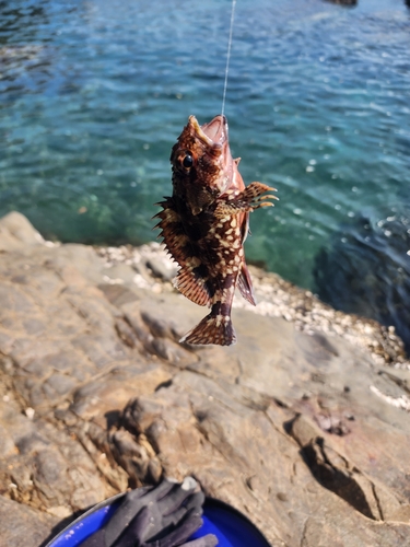 ガシラの釣果