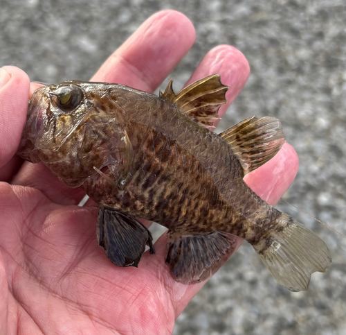 クロイシモチの釣果