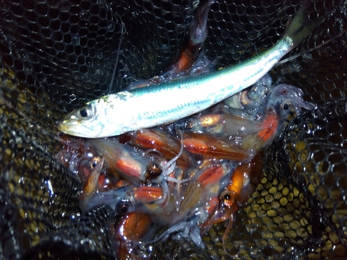 イワシの釣果