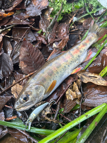 ヤマメの釣果