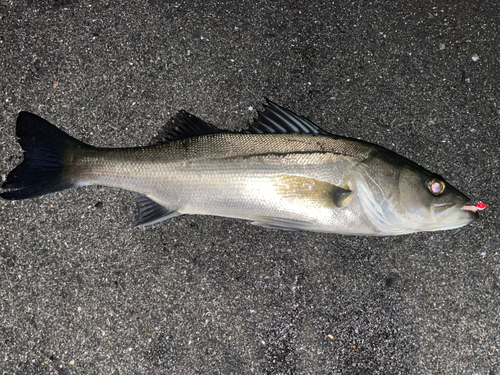 セイゴ（マルスズキ）の釣果