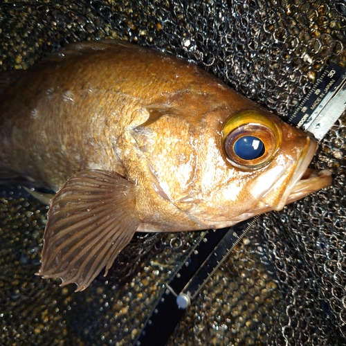 メバルの釣果