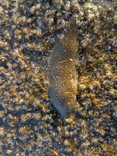 シタビラメの釣果