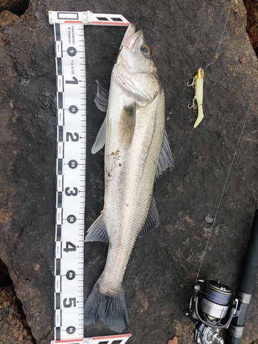 シーバスの釣果