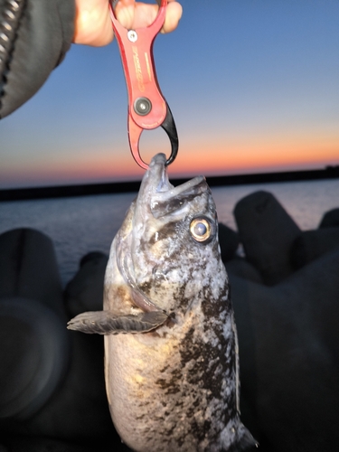 クロソイの釣果