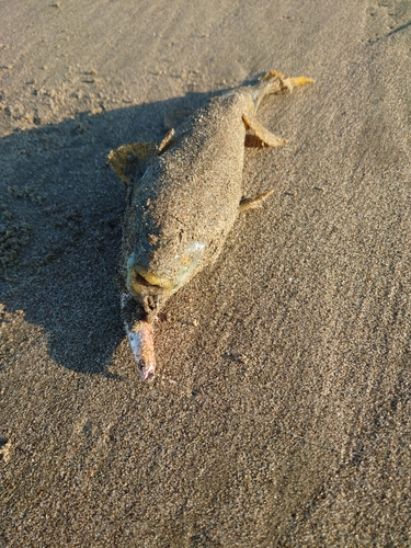 トラフグの釣果