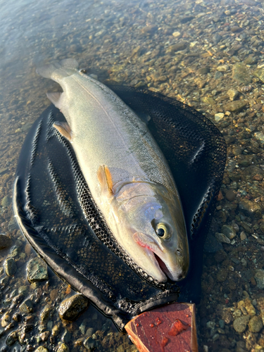 ニジマスの釣果