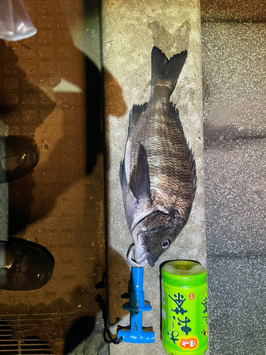 クロダイの釣果