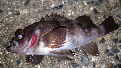 メバルの釣果