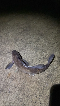 ホッケの釣果