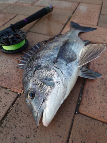 チヌの釣果