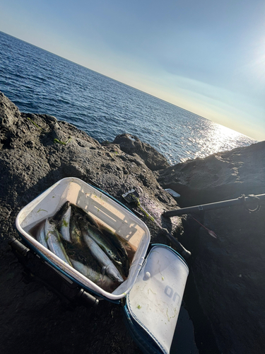 ムロアジの釣果