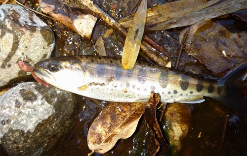 ヤマメの釣果