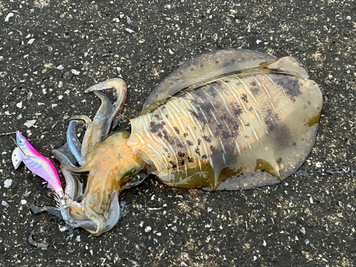 アオリイカの釣果