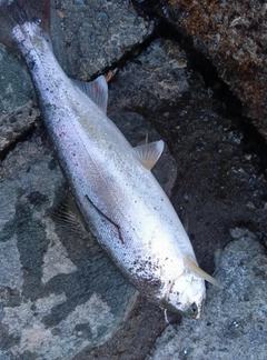 ニジマスの釣果