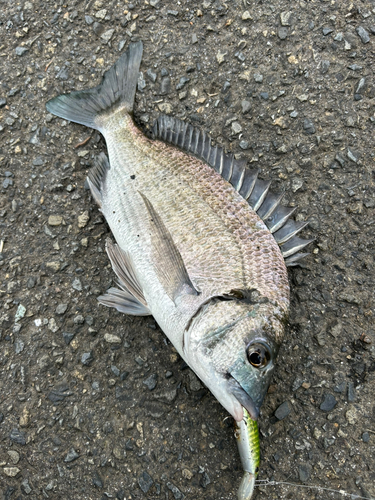 ミナミクロダイの釣果