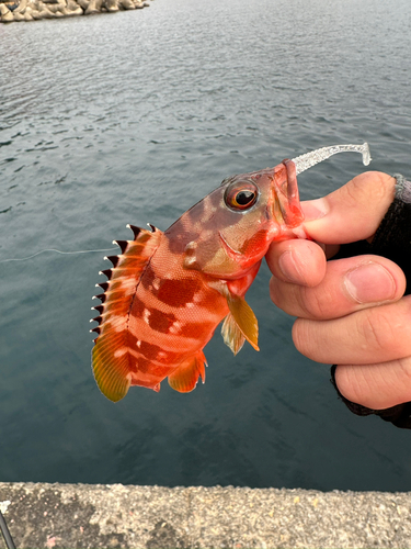 アカハタの釣果