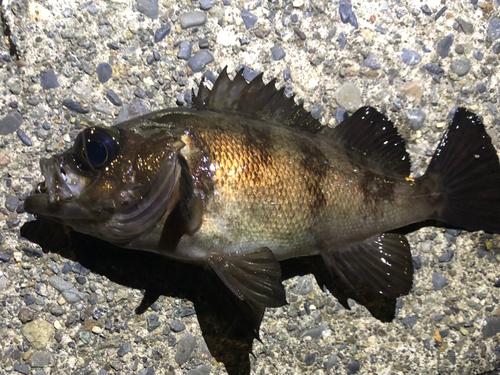 メバルの釣果