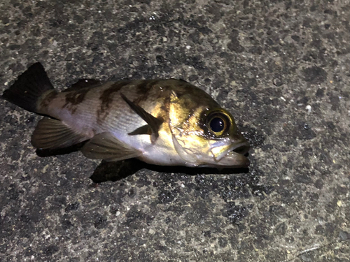 メバルの釣果