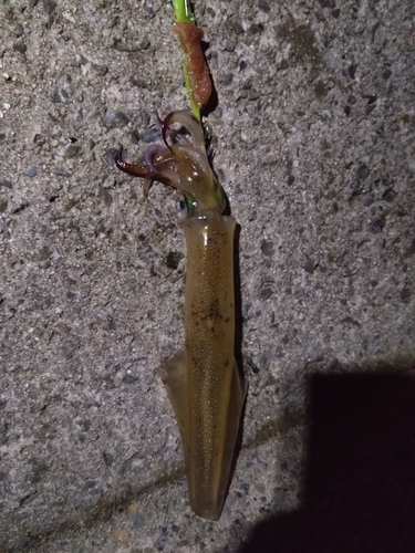 ヤリイカの釣果