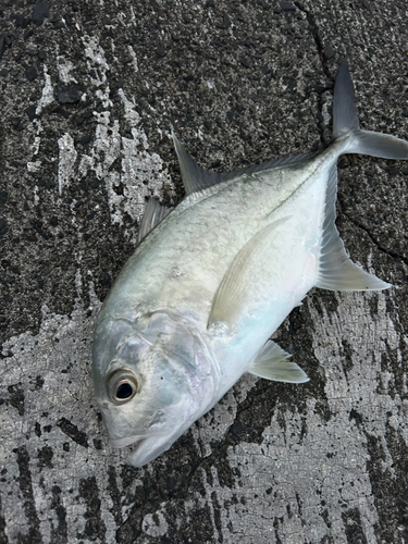 ロウニンアジの釣果