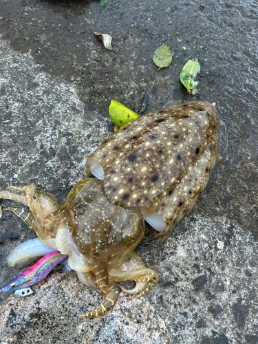 コブシメの釣果