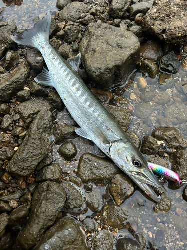 オニカマスの釣果