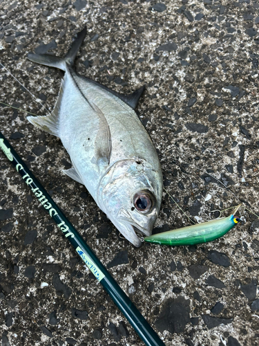 ギンガメアジの釣果