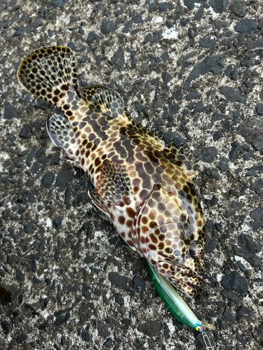 カンモンハタの釣果