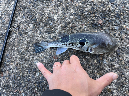 若洲海浜公園海釣り施設