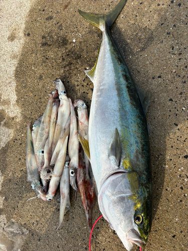 ブリの釣果