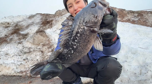 クロソイの釣果