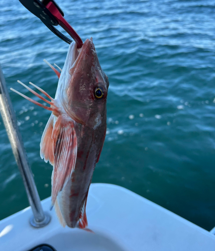 ホウボウの釣果