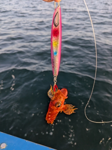 アヤメカサゴの釣果