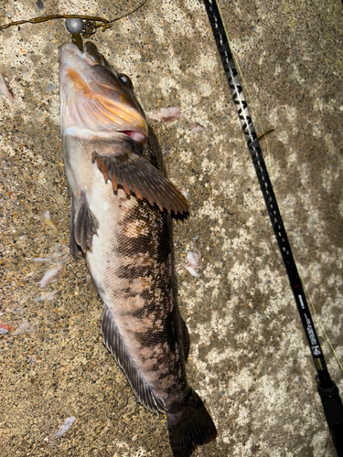 アブラコの釣果