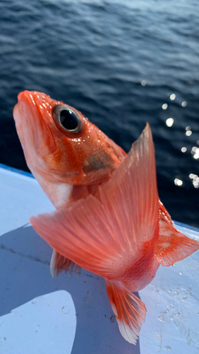 ユメカサゴの釣果