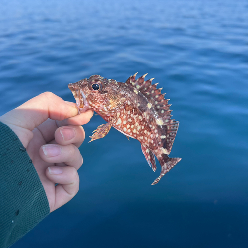 ガシラの釣果