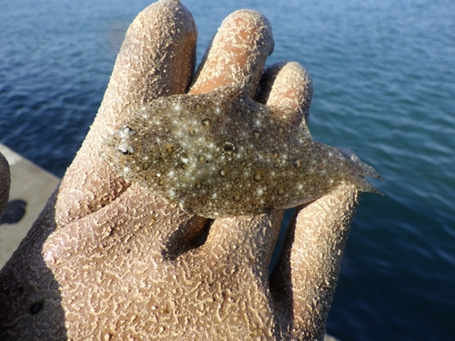 ソゲの釣果