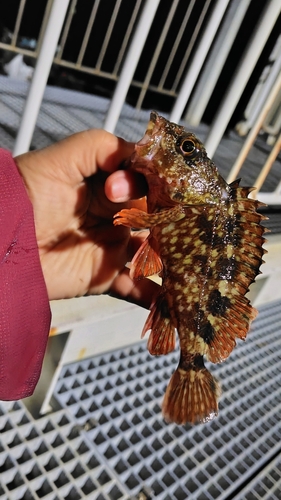 カサゴの釣果