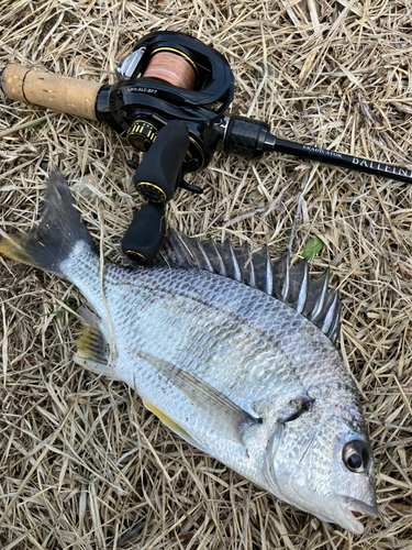 キビレの釣果